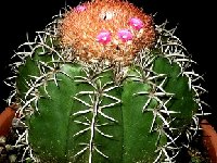 Melocactus matanzanus ©Jean Bénézet.JPG